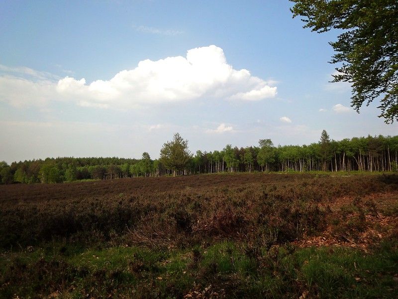 Forest walking path through Landgoed Prattenburg in Rhenen, Netherlands