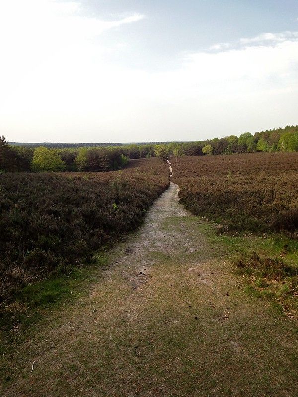 Walking path in the heaths of Landgoed Prattenburg, Netherlands