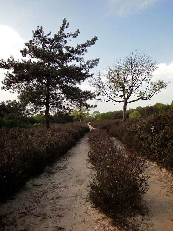 Landgoed Prattenburg walking path and trees near Rhenen, Netherlands