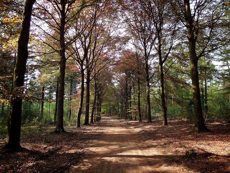 Forest walking path in Landgoed Prattenburg, Netherlands