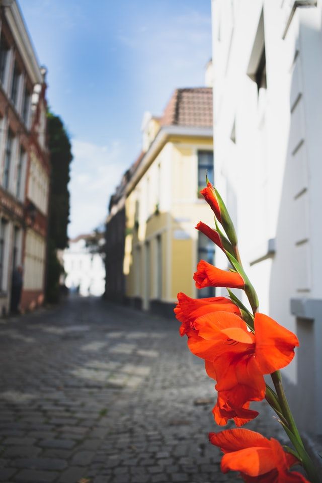 Cobblestone street and flowers in Patershol, Ghent, Belgium