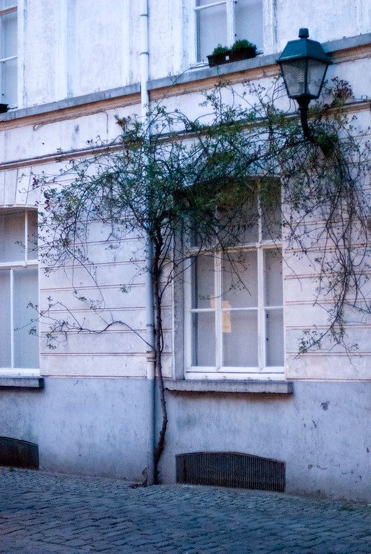 Vines growing above a window in Patershol, Ghent, Belgium