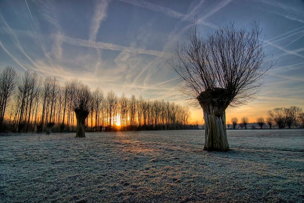 Bare trees and the sunrise over a dewy field