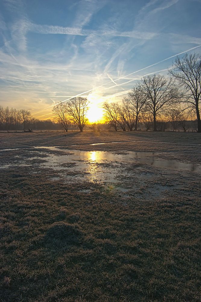 Watery field with bare trees in the background and a low sun