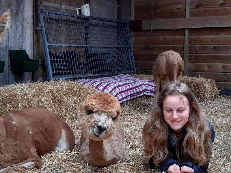 A girl hanging out in a field of hay with alpacas by her side at Alpaca World Friesland.
