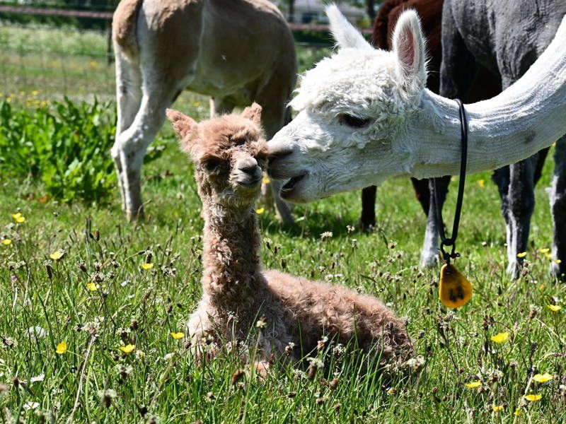 Two alpacas grazing in a field of grass at Alpaca World Friesland.