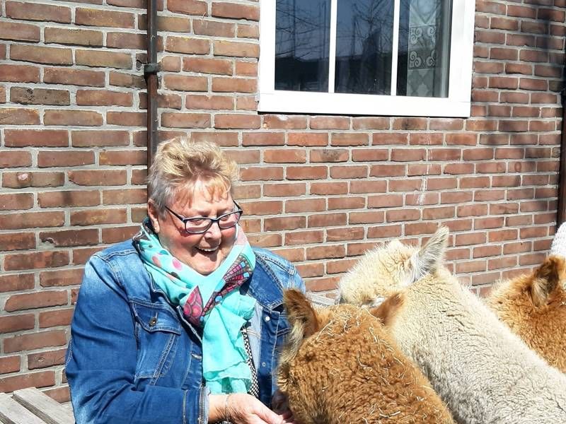 An older woman feeding alpacas from her hand at Alpaca World Friesland.