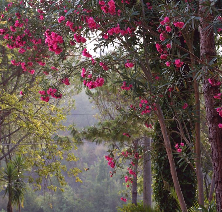 Sant'Antonio Terme & Hotel Image