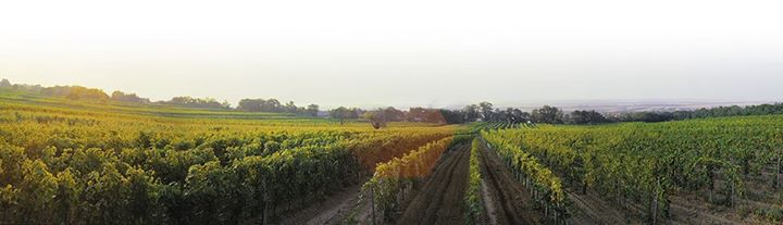 Chateau Marcel Image