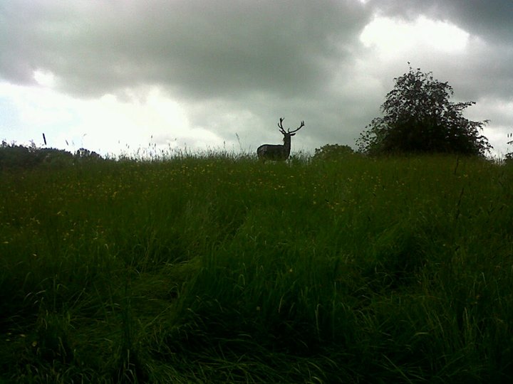 Heron House Bed and Breakfast, Bampton, Devon Image