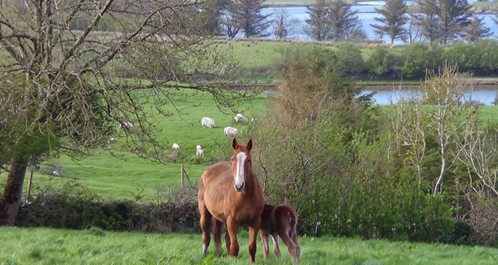 Ballyheerin Stud Farm Image