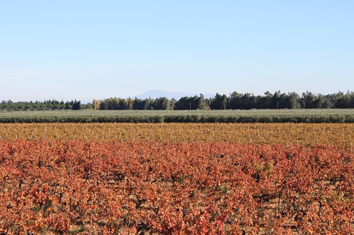 Domaine des Captives - Château de Montfrin - Moulin des Ombres Image