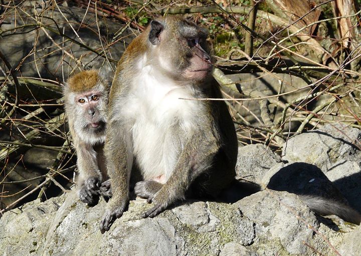 Karpin Centro de Acogida de Fauna Image