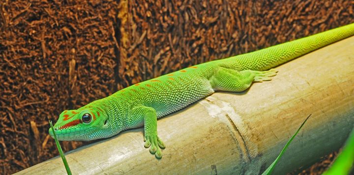 Ventura Wildlife's Zoological Gardens Image