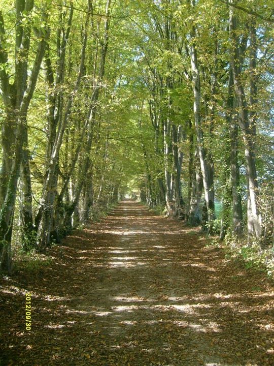 Agriturismo Casteldardo Image