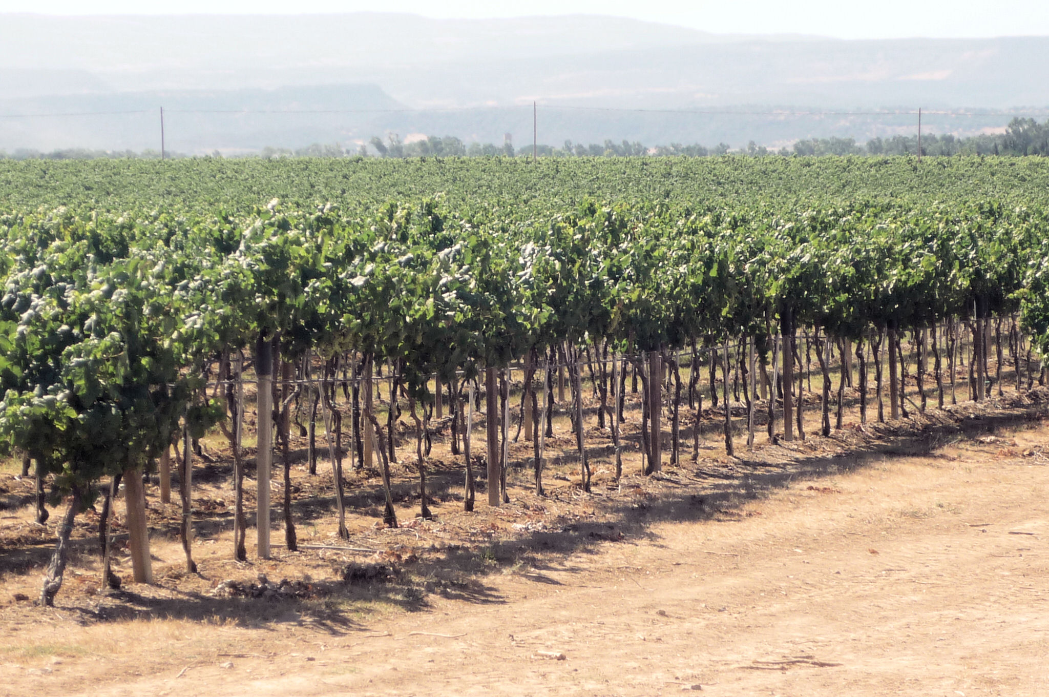 Azienda "Sella & Mosca" Image