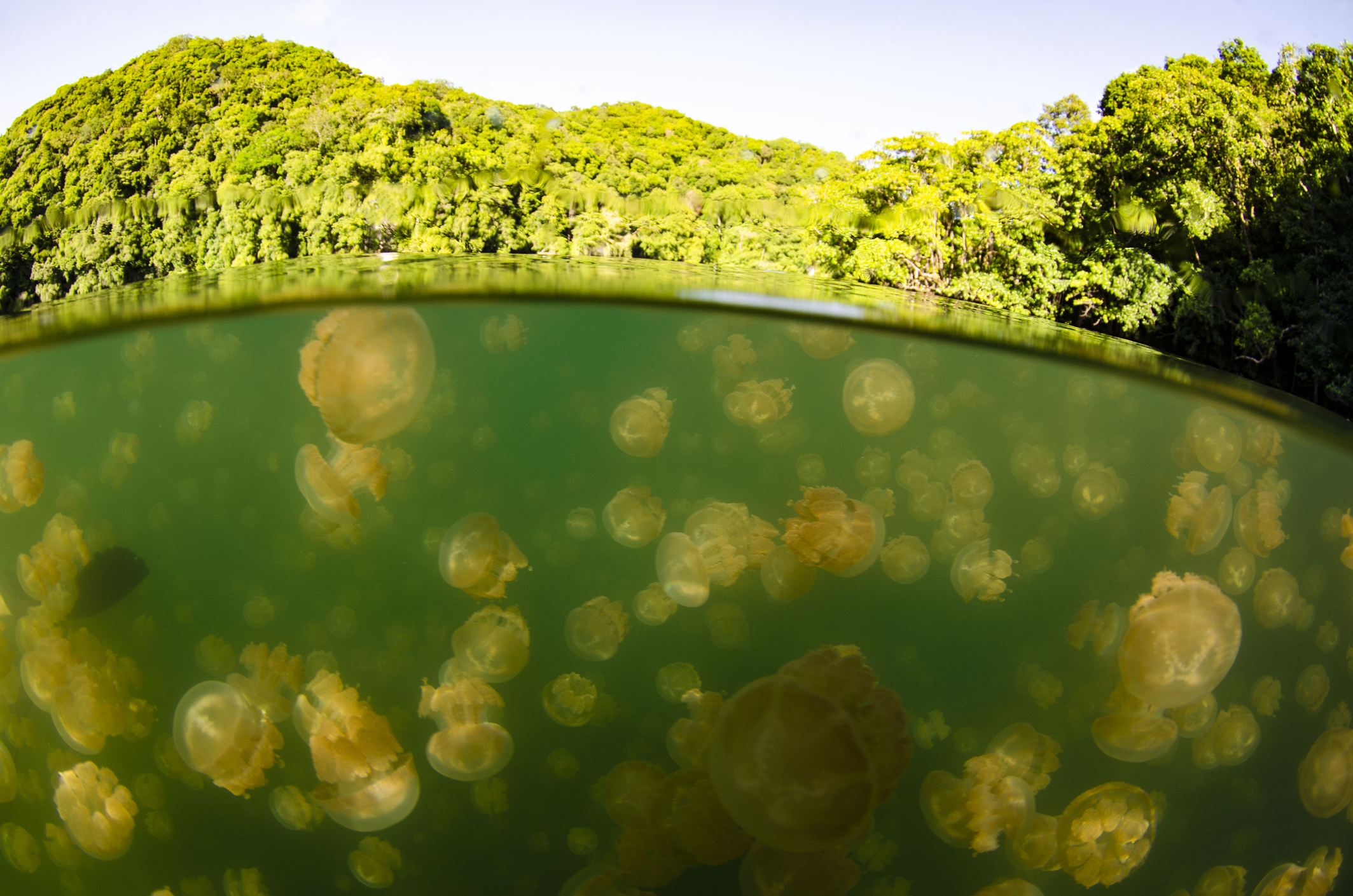 Mariona Lake, Togean Islands, Central Sulawesi Image