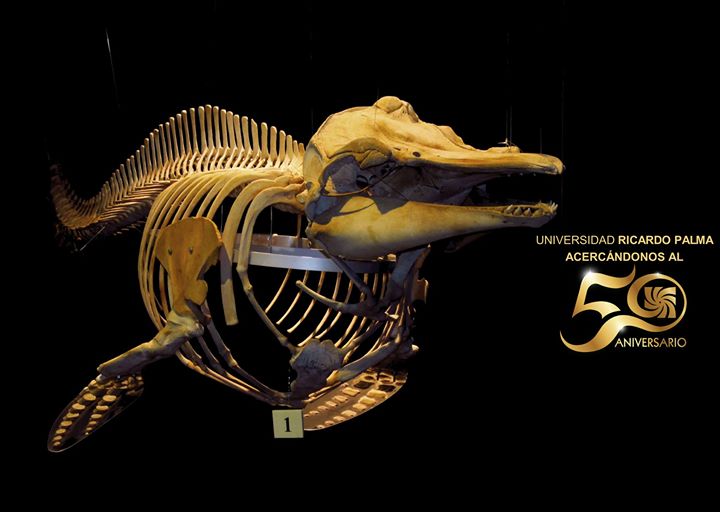 Museo de Historia Natural URP Image