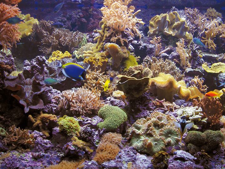 GETXO AQUARIUM. Página oficial Image