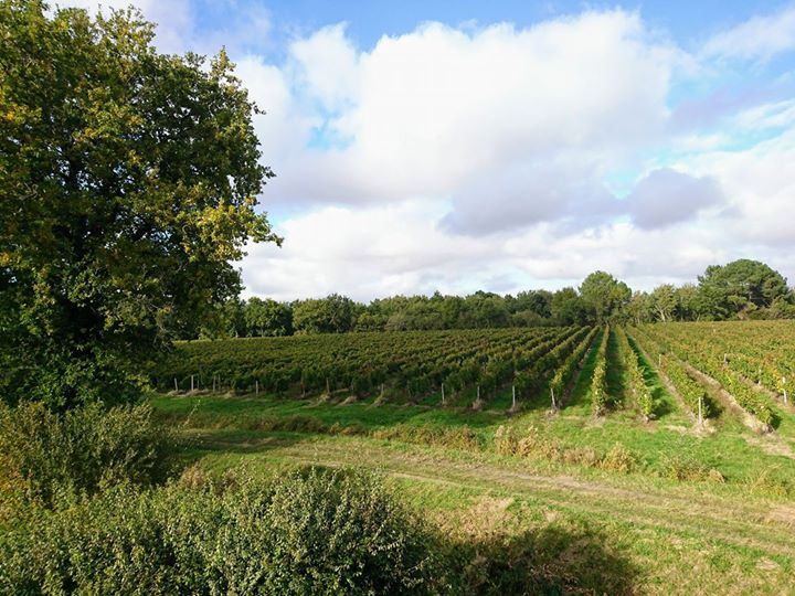 Chateau La Hourcade - Médoc Image