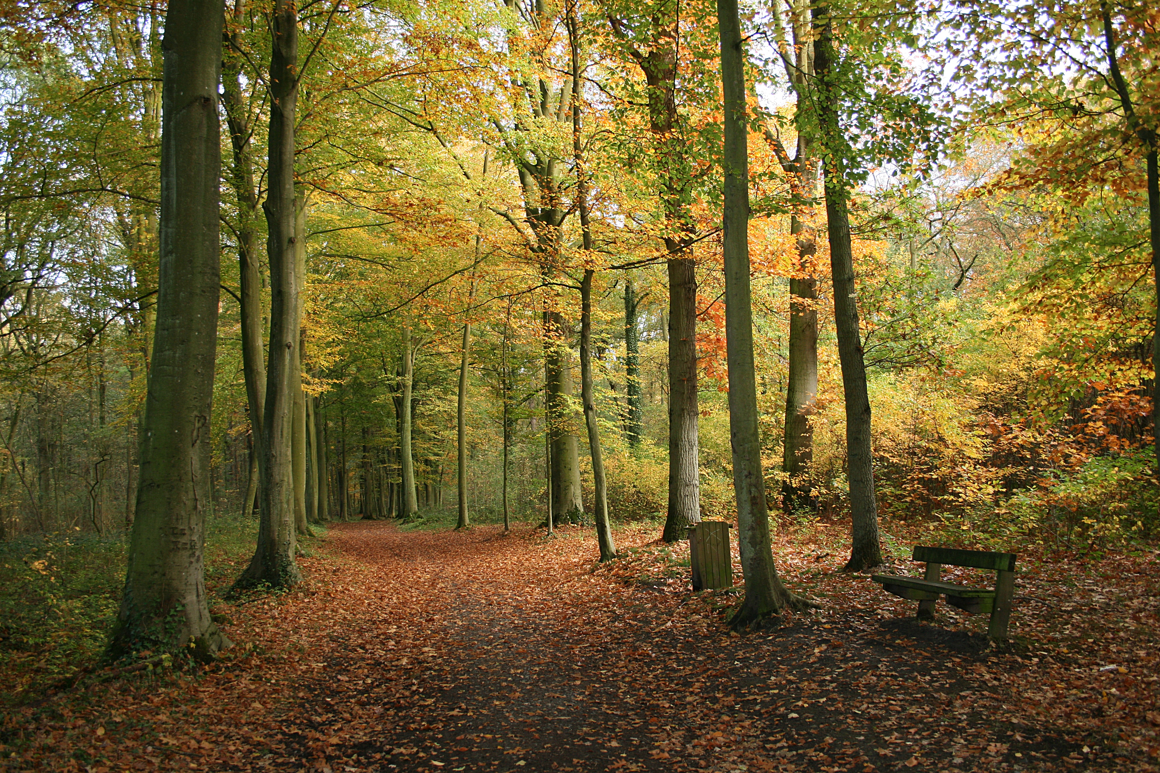 Bois d'Havré Image