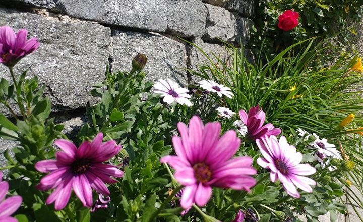 Albergo Ristorante Stella Alpina - Fraciscio Image