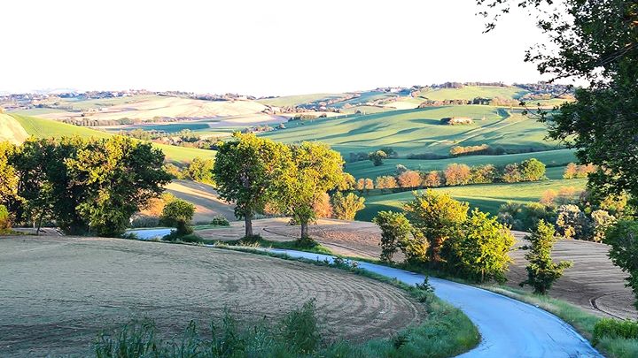 Tenuta San Marcello Image