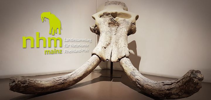 Naturhistorisches Museum Mainz Image