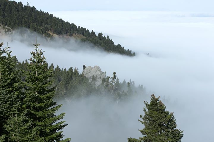 For Open Forests Image