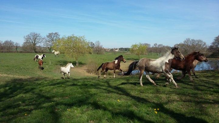 Domaine Equestre d'Ecyla - Centre Equestre de Chazemais, Auvergne Image