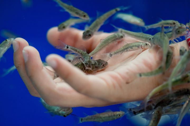 Fish Spa Relax Image