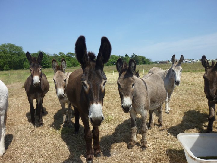 Parker's Donkey World Image