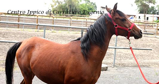 Centro Ippico di Carraturo Eugenio Image