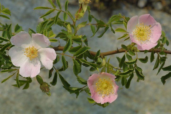 Museo Giardino della Rosa Antica Image
