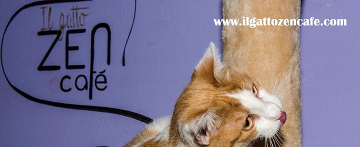 Il Gatto Zen Café - Ristorante con i gatti Image