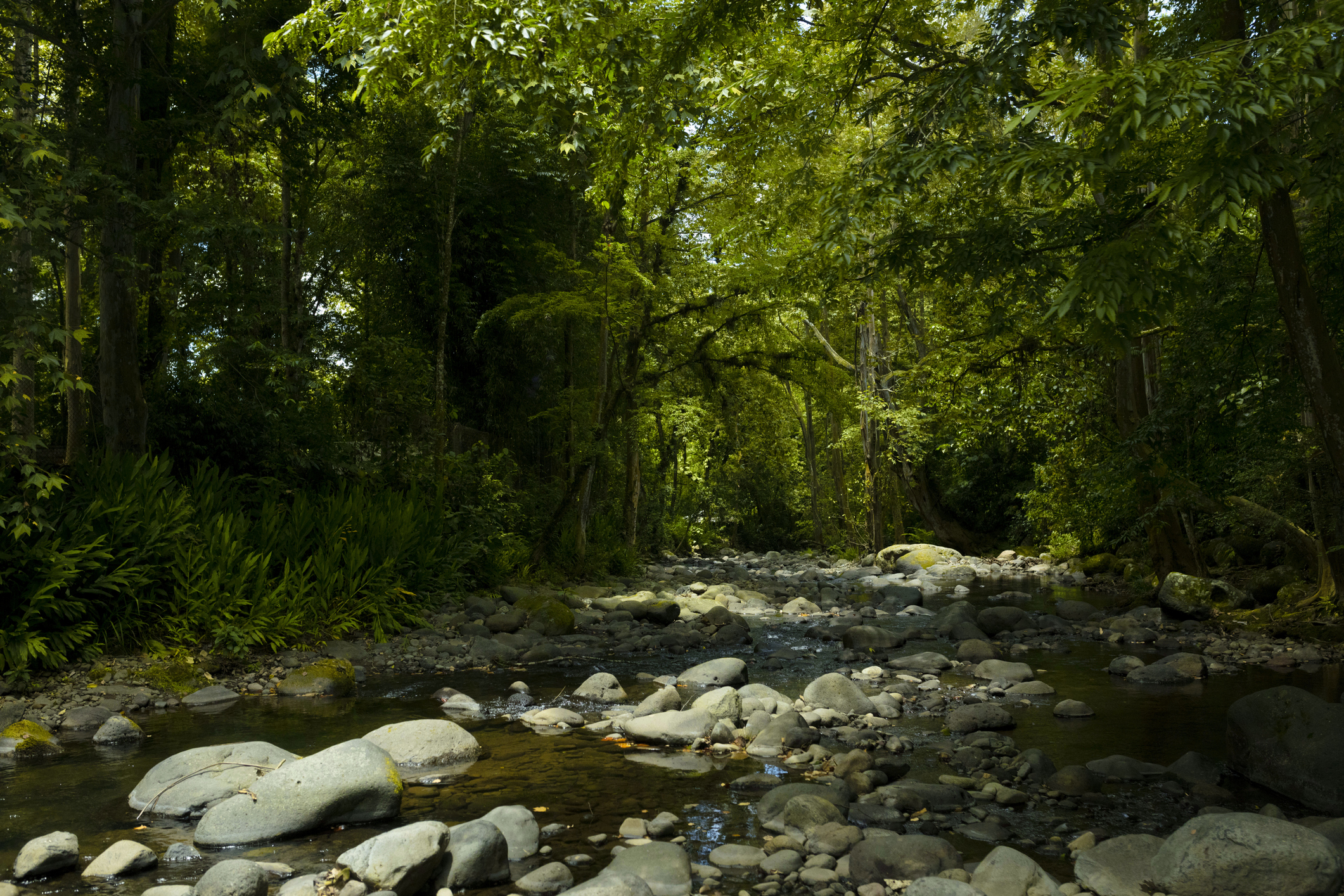 Coatepec, Veracruz Image