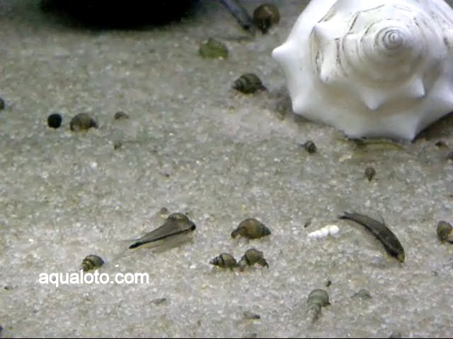 Aquarium Loto Image