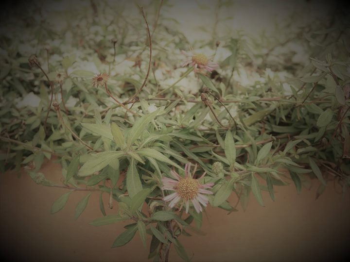 Chambres d'hôtes "Bastida de Beata" Image