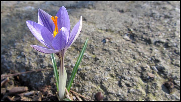Santuario della Madonna del Monte Image