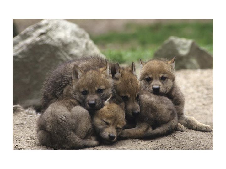 La Maison Des Loups Image