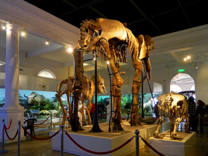 Geology Museum Image