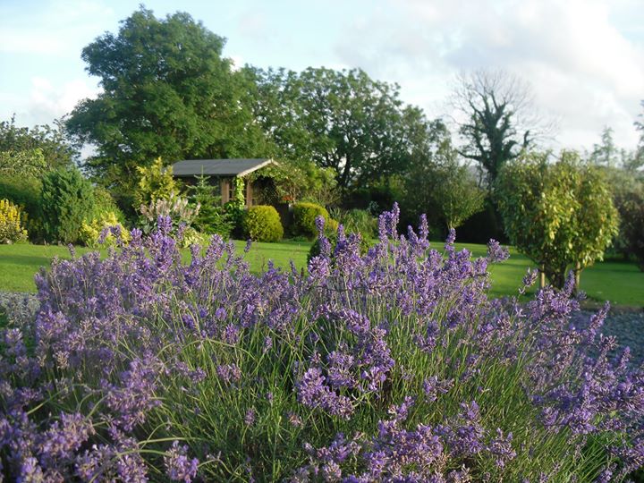 Moor View Bed and Breakfast Image