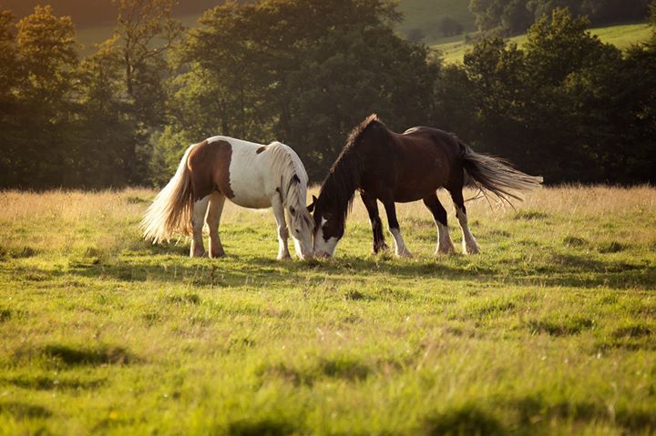 Ashdown Forest Riding Centre Image