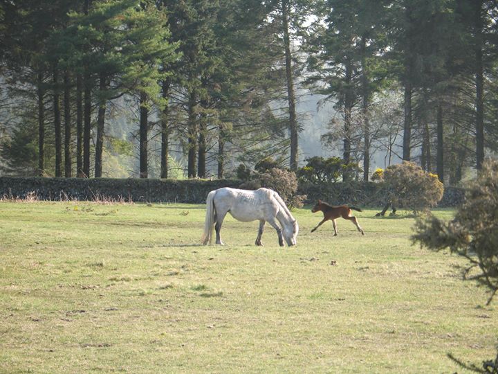 Barnabas House Bed and Breakfast Image