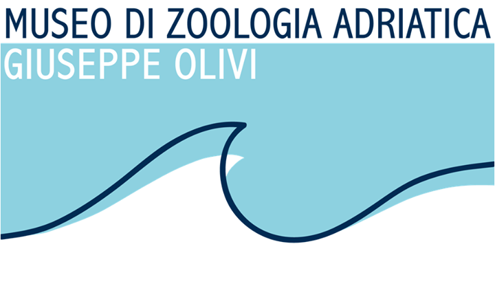 Museo di Zoologia Adriatica Giuseppe Olivi Image