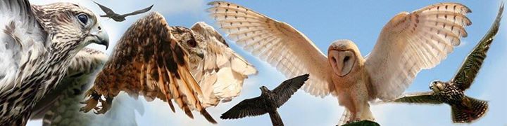 Wild Wings Birds of Prey Image