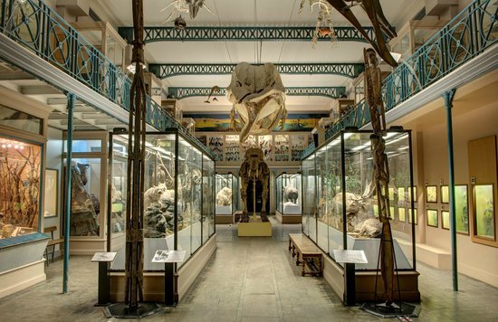 Musée d'histoire naturelle de Lille Image