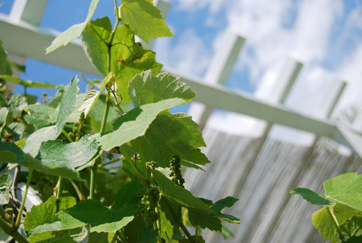 Residenza Al Principe Image