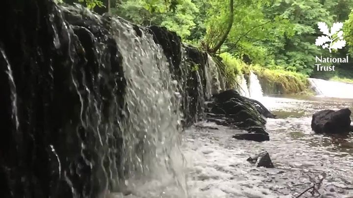 National Trust Plymbridge Woods Image