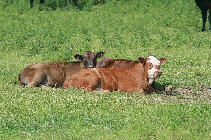Red House Farm Bed & Breakfast Image